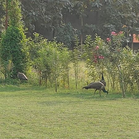Nature Homestay Varanasi Luaran gambar